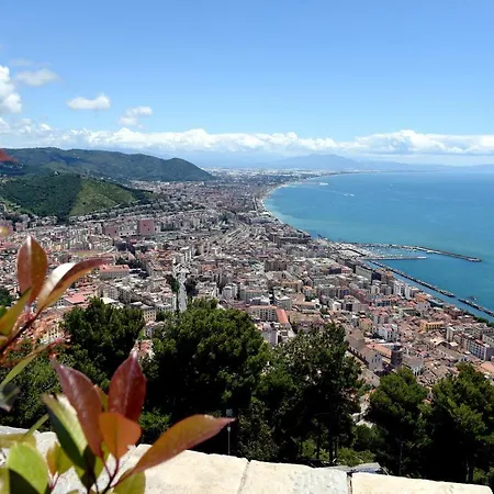 Peonia Blu * Salerno